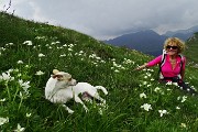 Anello di fiori sui Monti Vindiolo (2056 m) e Vetro (2054 m) da Pian Bracca (1111 m) di Zorzone di Oltre il Colle il 3 giugno 2015 - FOTOGALLERY